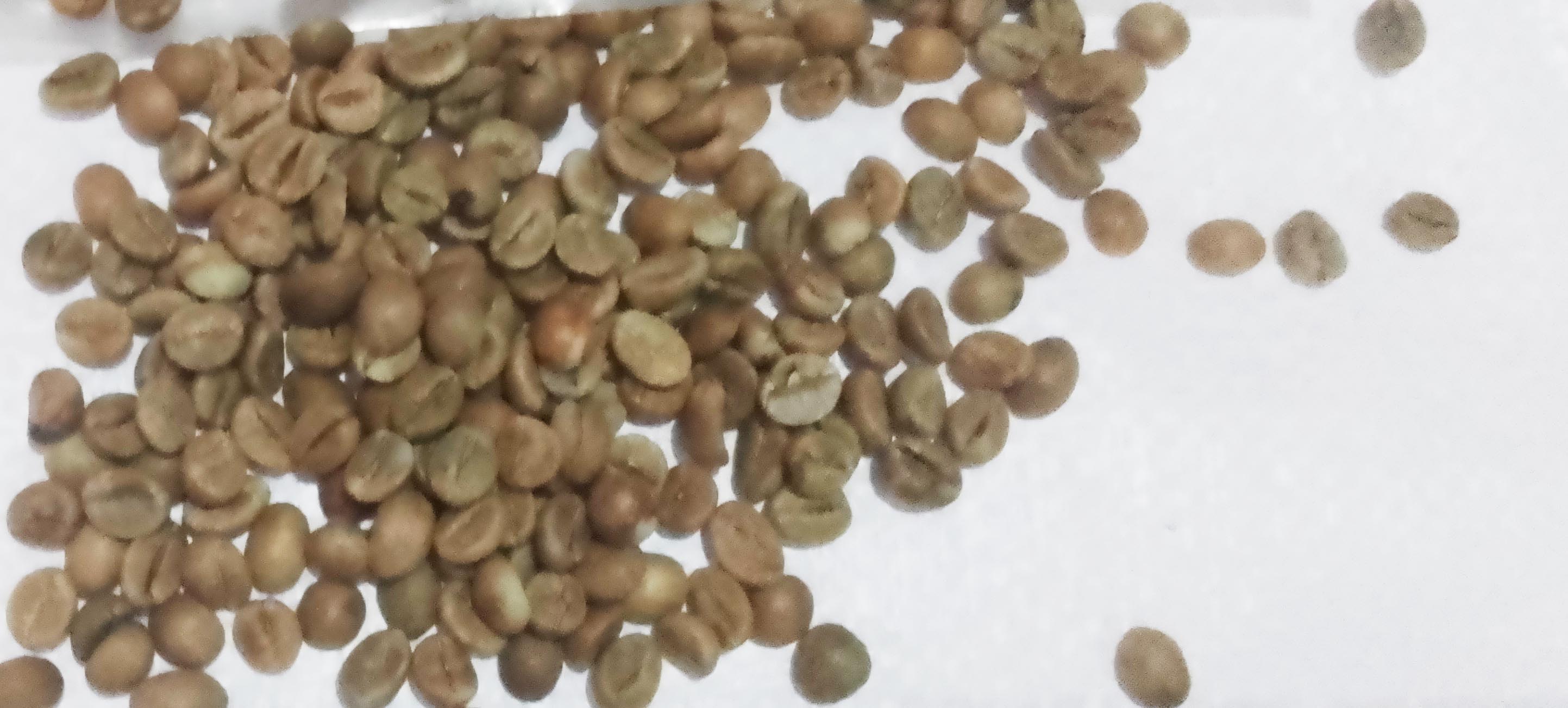 robusta coffee